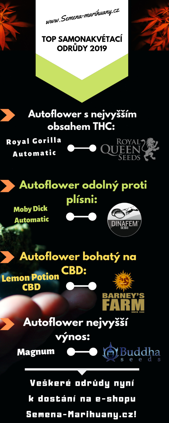 autoflower semínka, autoflower odrůdy, nejlepší odrůdy konopí, nejsilnější konopí, nejsilnější marihuana, nejsilnější autoflower, samonakvétací odrůdy, marihuana